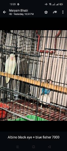 all parrots are for sale full set up available 8