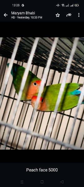 all parrots are for sale full set up available 9