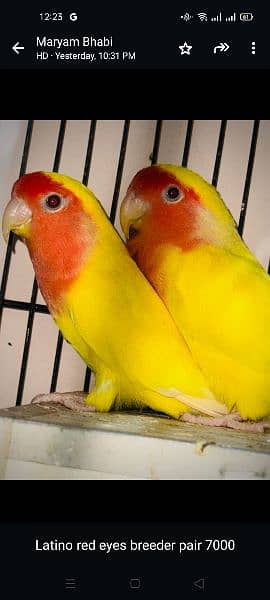 all parrots are for sale full set up available 11