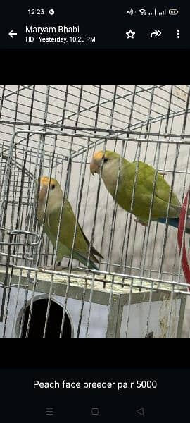 all parrots are for sale full set up available 18