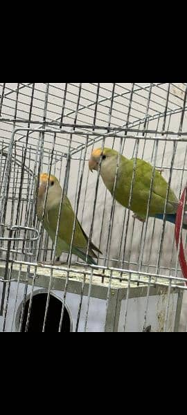 all parrots are for sale full set up available 19