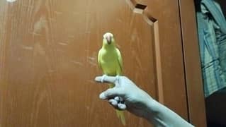 white yellow Ring Neck parrot for sale