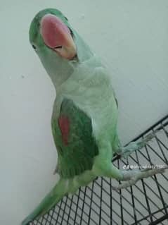 raw parrot 0