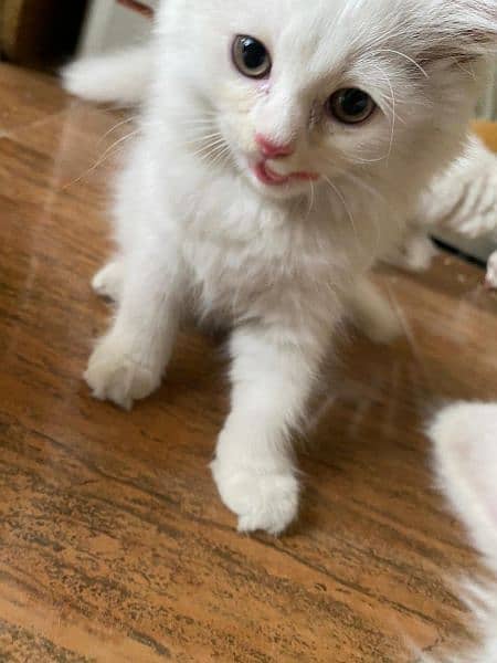Persian kitten available 1