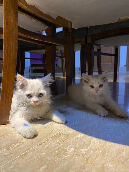 Persian kitten available 2