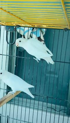 Albino Red Eyes Split Breeder Pair 0