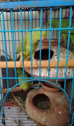 green parrots set up for sale. . . serious buyer required please