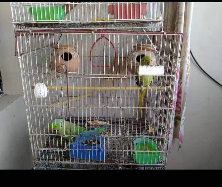 green parrots set up for sale. . . serious buyer required please 1