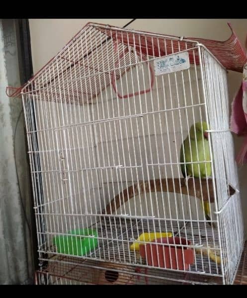green parrots set up for sale. . . serious buyer required please 2