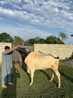 Qurbaani Cows