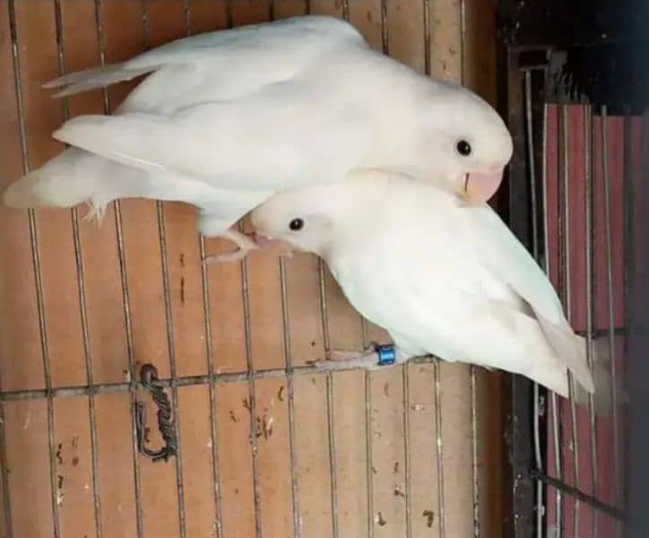 Albino Red Eyes Split Breeder Pair 3