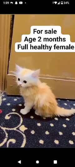 Female Persian cat 2 months age 0