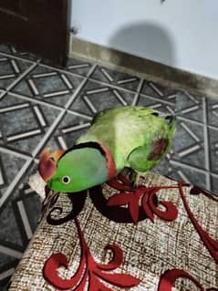 Parrot