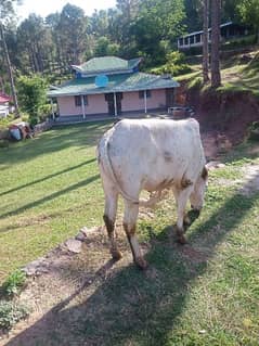 For sale in Muree