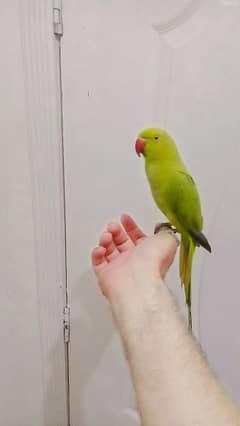 Green ringneck  parrot handtame