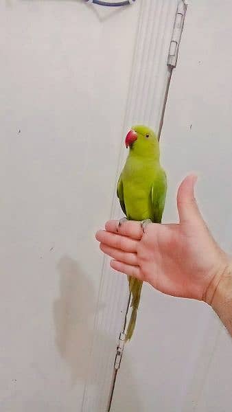 Green ringneck  parrot handtame 1