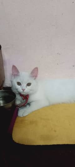 name kitty age 4 months fully trained litter box active nd innocent