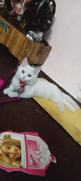 name kitty age 4 months fully trained litter box active nd innocent 1