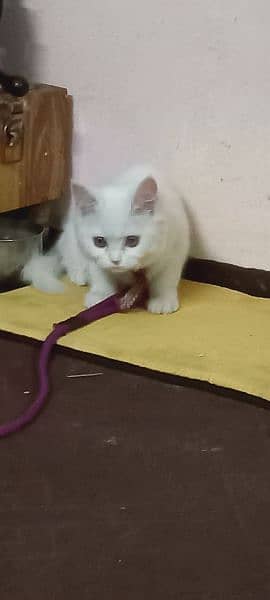 name kitty age 4 months fully trained litter box active nd innocent 2