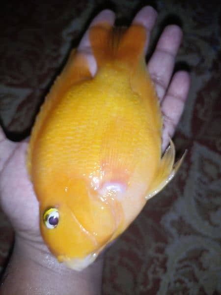 fish for sale 2