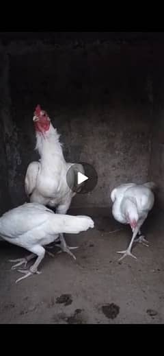 heera  or aseel chicks for sale