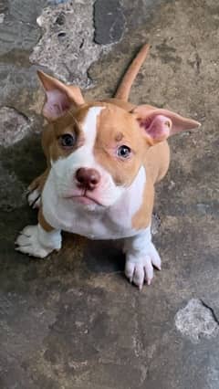 Pitbull Puppy female
