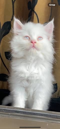 Light blue eyes Male kitten persian 0