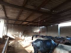 Gawal dairy farm setup for sale