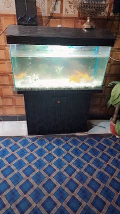 fish acquarium