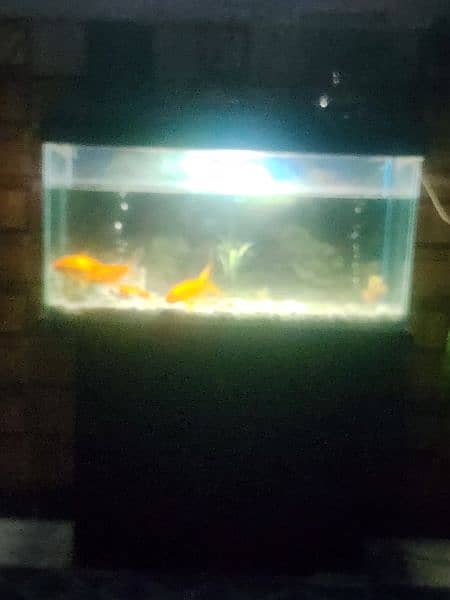 fish acquarium 1
