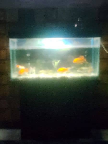 fish acquarium 2