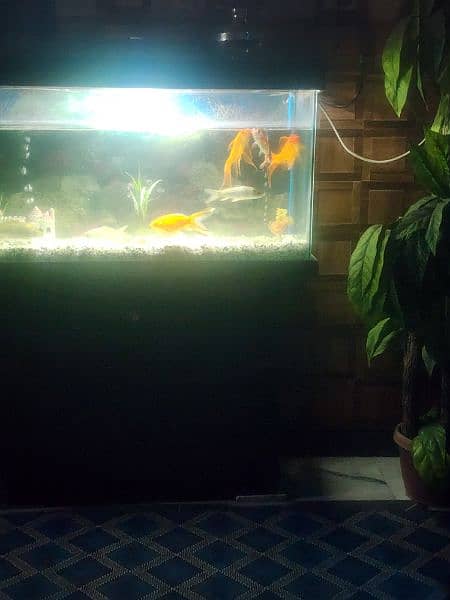 fish acquarium 3