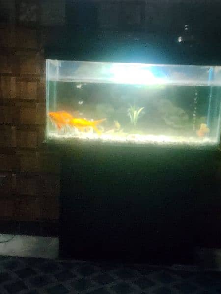 fish acquarium 4