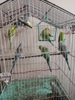 atralian parrots 800 per pair