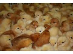Lohman Brown Chicks | Golden Misri Chicks| hens