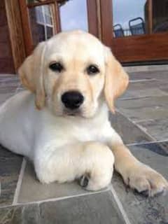 Labrador female dog age 3 months Whatsapp number O3259453O7O