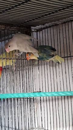 Love Bird Breeder pairs