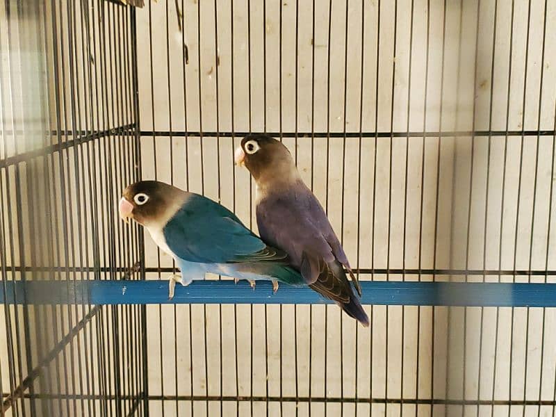 Love Bird Breeder pairs 2