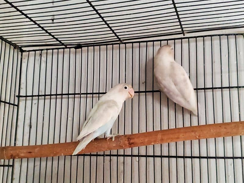 Love Bird Breeder pairs 2