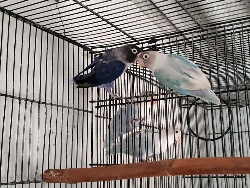 Love Bird Breeder pairs 3