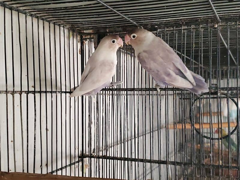 Love Bird Breeder pairs 6