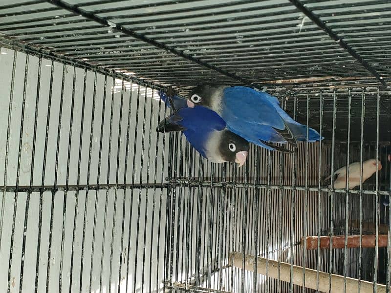 Love Bird Breeder pairs 7