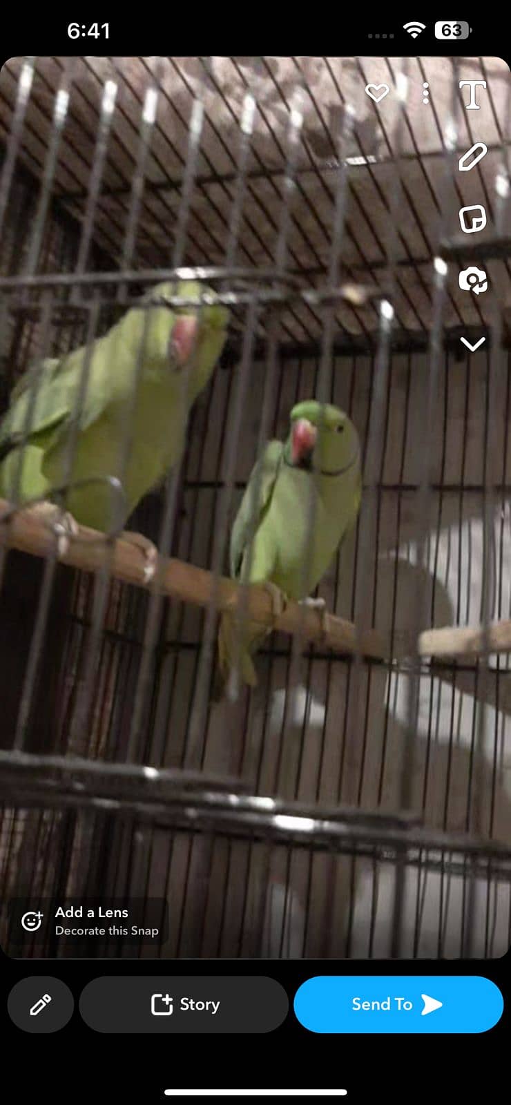 GREEN RINGNECK BREEDER PAIR 1