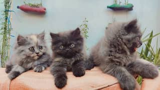 Persian cat / Kittens / Female cat / cat for sale 0