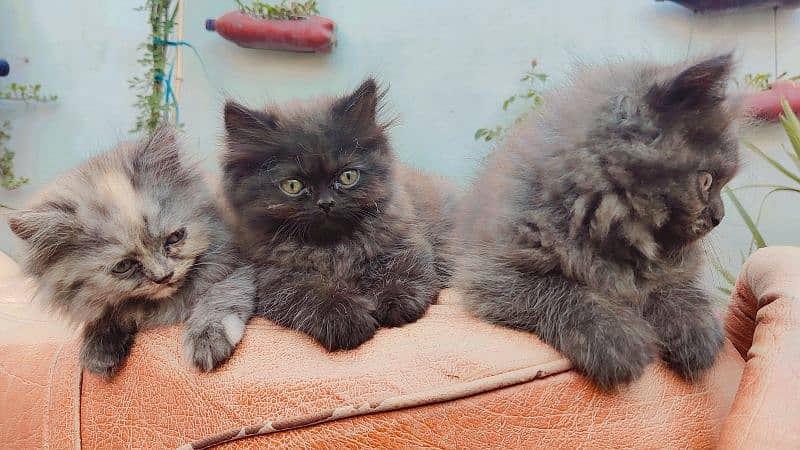 Persian cat / Kittens / Female cat / cat for sale 2
