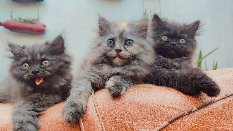 Persian cat / Kittens / Female cat / cat for sale 4