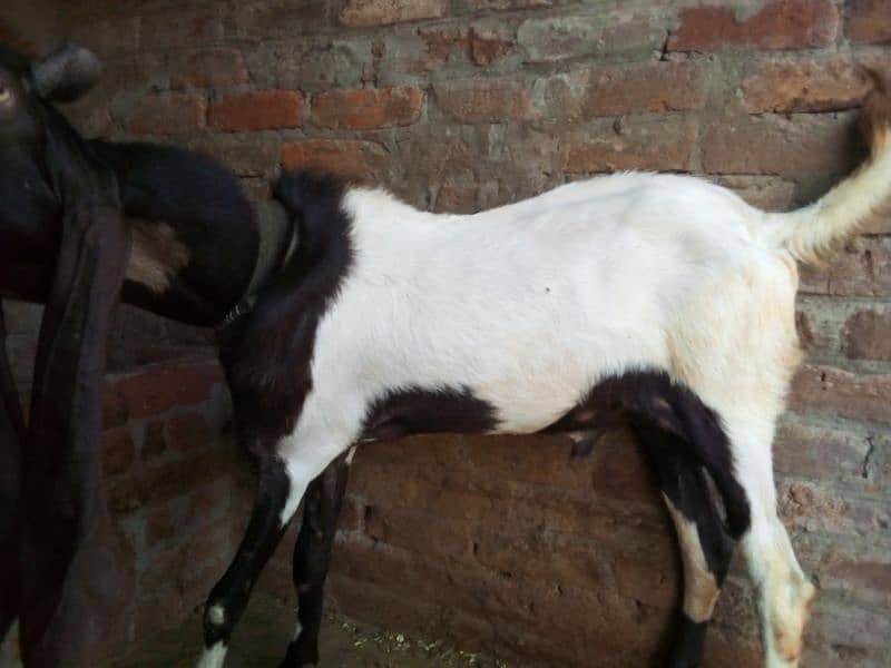 Eid ki kurbani ke Liye bakra 2