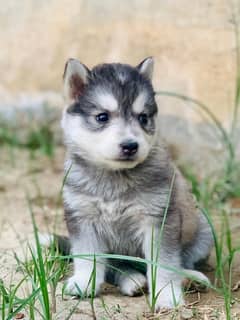 Siberian Husky Puppy | Siberian husky Dog | Blue Eye Husky