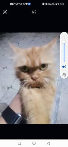 it I a family cat in punched face non padicr age 1 year 0