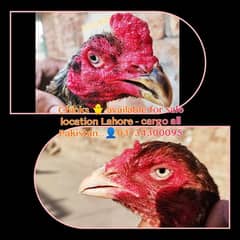 High Quality Breed / Aseel chicks  ↑Special discount on 3 pieces↓